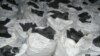 Bolsas de carbón hecho con marabú en Cuba (Foto: Archivo).
