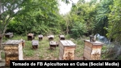 Los apicultores cubanos.