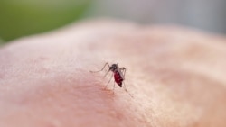 Se extiende la epidemia de Oropouche en Cuba Se extiende la epidemia de Oropouche en Cuba