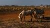 Foto Archivo. Un caballo en un campo de papas en Güines, Cuba. AP Photo/Ramon Espinosa.