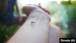 El dengue es transmitido por el mosquito Aedes aegypti, mientras que el virus del oropuche es transmitido principalmente por jejenes (Culicoides paraensis), y algunos mosquitos del género Culex.