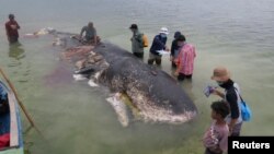 Ballena encontrada en Indonesia 