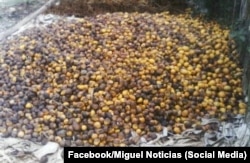 Las pérdidas en las cosechas de mangos son un problema recurrente en Cuba. Esta foto muestra lo ocurrido en 2023, en el oriente del país.