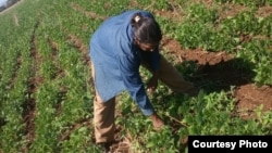 El campesino Ibar González en su finca sembrada de frijoles. (Archivo OCB)