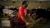 Un campesino se protege del coronavirus con una mascarilla, en la finca Caimito,a las afueras de La Habana. (AP/Ramón Espinosa)