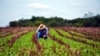 Un campesino labora la tierra en una finca en Cuba. (Archivo)